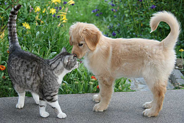 Kater Einstein und Jule