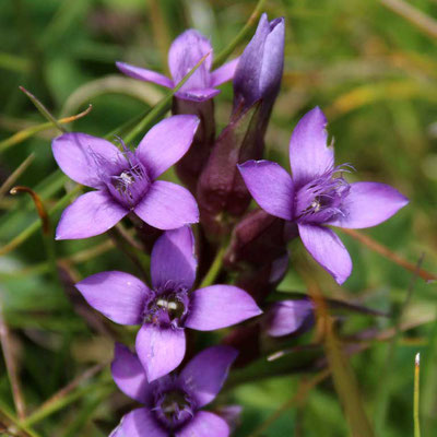 Feld-Enzian (Gentiana camprestris)