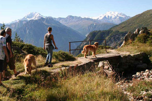 In der Nähe vom Aletschgletscher in den Walliser Alpen, 2.130 m.ü.M.; eine wunderschöne Gegend mit vielen Murmeltieren