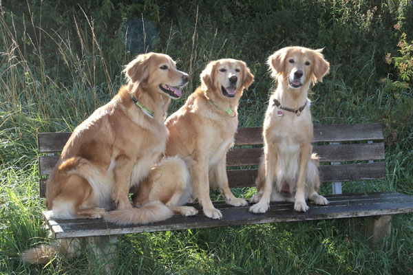 Ostara (v. Gültsteiner Tor, Tochter von Jule), Lycka (v. Negro Lobo), Jule v. Jullienhof