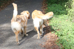 Pauli (links), fast so groß wie Jule