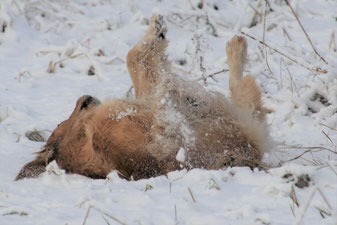 Statt in Wels kann Jule jetzt zu Hause den Schnee genießen, macht auch Spaß.